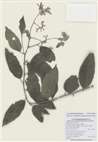 藏品(冷飯藤)的圖片